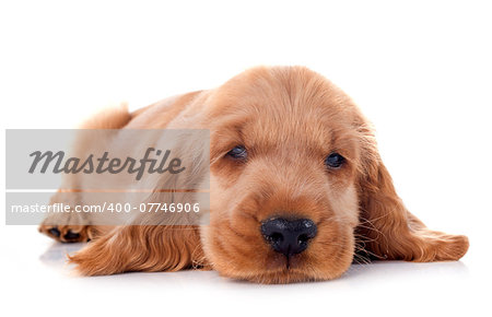 portrait of a  purebred puppy english cocker in a studio