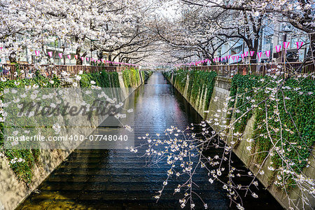 Tokyo, Japan at Meguro Canal in the spring season.