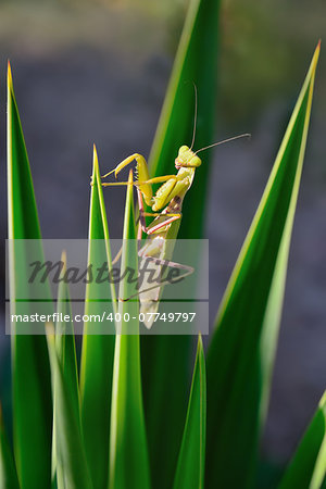 green mantis on the plant looking at you