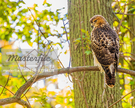 Red-tailed Hawk perched on tree branch.