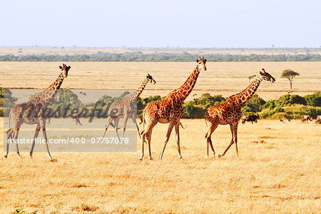 Two giraffes (Giraffa camelopardalis) on the Maasai Mara National Reserve safari in southwestern Kenya.