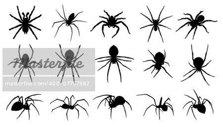 spider silhouettes on the white background