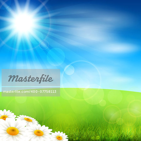 Vector illustration summer field with blossoming daisies