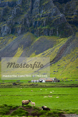 Sheep farm and mountainside view, Skalafell near Hofn, Iceland