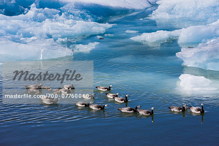 Ducks and ducklings in icy water, Jokulsarlon Lagoon, Jokulsarlon, IcelandIceland Ducks and ducklings in icy water, Jokulsarlon Lagoon, Jokulsarlon, IcelandIceland