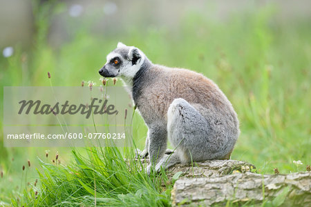 Close-up of a ring-tailed lemur (Lemur catta) sittng in a meadow in summer, Zoo Augsburg, Swabia, Bavaria, Germany