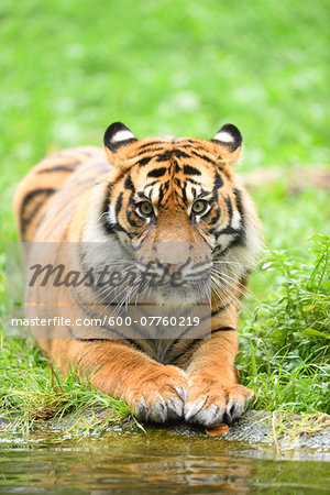 Close-up portrait of Sumatran tiger (Panthera tigris sumatrae) lying down in summer, Zoo Augsburg, Swabia, Bavaria, Germany