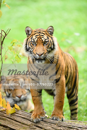 Close-up portrait of Sumatran tigers (Panthera tigris sumatrae) in a meadow in summer, Zoo Augsburg, Swabia, Bavaria, Germany