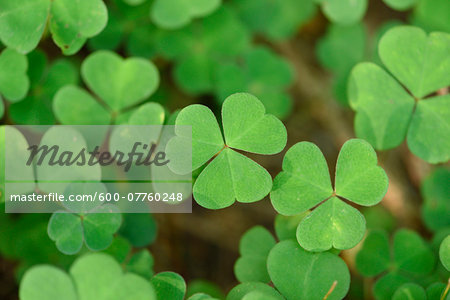 Close-up of or common wood sorrel (Oxalis acetosella) on the forest floor in late summer, Upper Palatinate, Bavaria, Germany