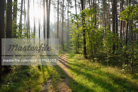 Landscape of trail going through Scots pine (Pinus sylvestris) forest in late summer, Upper Palatinate, Bavaria, Germany