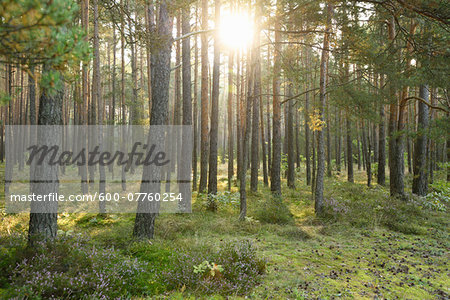 Landscape of a Scots pine (Pinus sylvestris) forest on a early morning in late summer, Upper Palatinate, Bavaria, Germany Landscape of a Scots pine (Pinus sylvestris) forest on a early morning in late summer, Upper Palatinate, Bavaria, Germany