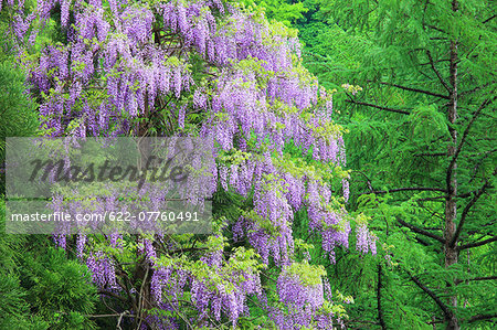 Nagano Prefecture, Japan