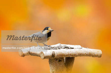 Varied Tit