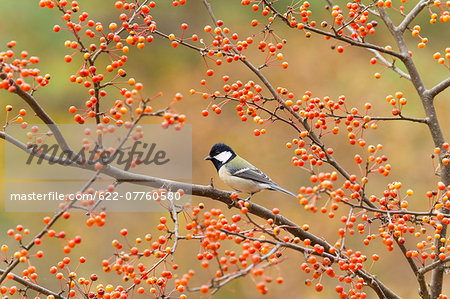 Japanese Tit