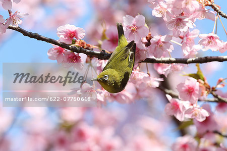 Japanese White Eye Japanese White Eye