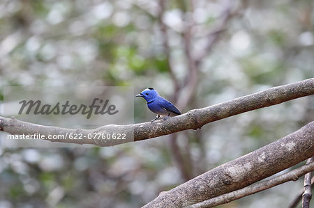 Black-Naped Monarch