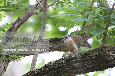 Japanese Sparrowhawk Japanese Sparrowhawk