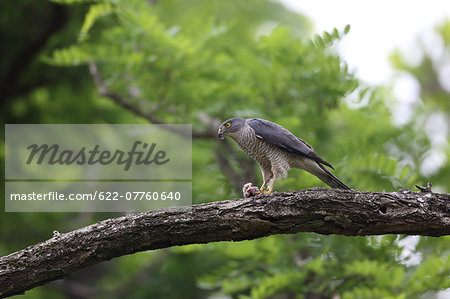 Japanese Sparrowhawk