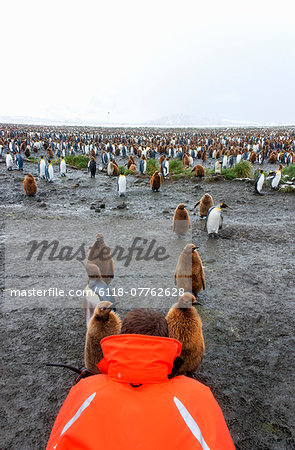 A person in an orange jacket photographing king penguin adults and chicks on South Georgia island.