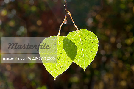 Two bright green leaves against a dark background, lit by the sun. Autumn.