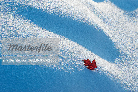 A red autumnal coloured maple leaf against snow.