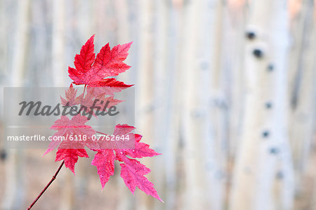 Red maple leaves on a stem, against a pale background. Autumn.