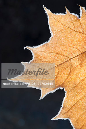 A large maple leaf with the light shining through, in autumn.