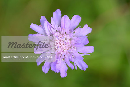 Close-up of Pincushion Flower (Scabiosa) Blossom in Meadow in Late Summer, Upper Palatinate, Bavaria, Germany