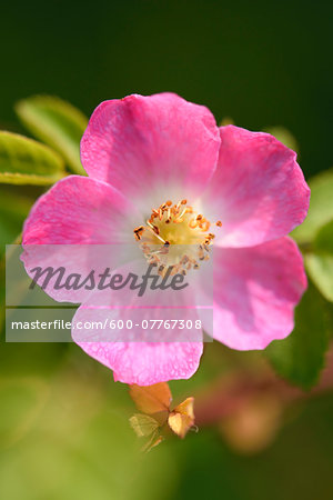 Close-up of Dog Rose (Rosa canina) Blossom in Late Summer, Upper Palatinate, Bavaria, Germany