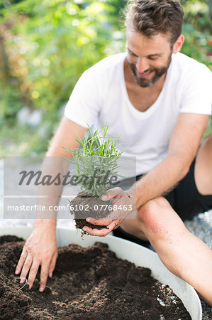 Man planting lavender in garden, Stockholm, Sweden