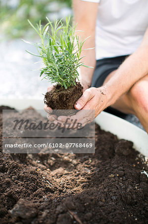 Man planting lavender plant, Sweden