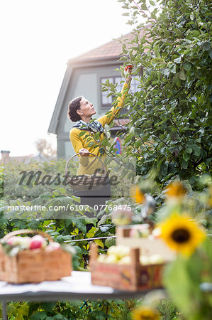 Woman picking apples in garden, Stockholm, Sweden