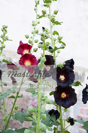 Flowering hollyhock