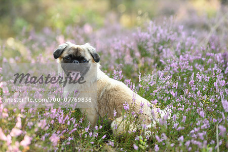 Portrait of Young Chug (Pug and Chihuahua mix) in Common Heather (Calluna vulgaris) in Late Summer, Upper Palatinate, Bavaria, Germany