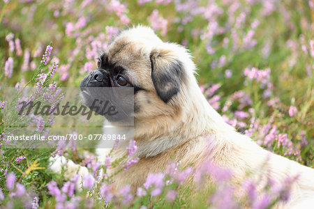 Portrait of Young Chug (Pug and Chihuahua mix) in Common Heather (Calluna vulgaris) in Late Summer, Upper Palatinate, Bavaria, Germany