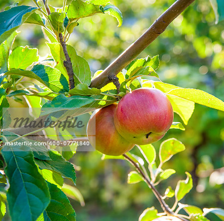 Red apples on apple tree branch, bright rays of the sun