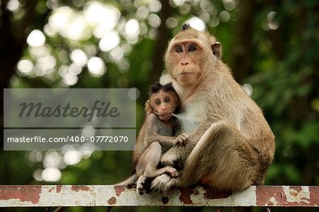 Family of monkeys. Sihanoukville, Cambodia