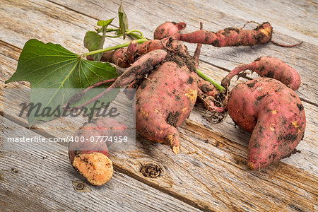 a bunch of fresh sweet potato harvested from a garden against rustic wooden table
