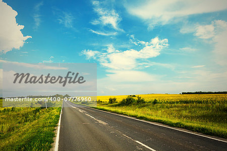 Road through the yellow sunflower field in sunny day