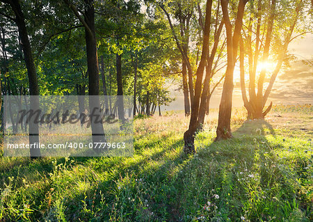 Flower glade in the forest at sunrise
