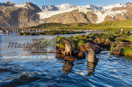 Antarctic fur seals (Arctocephalus gazella) in snow melt river in Gold Harbor, South Georgia, UK Overseas Protectorate, Polar Regions