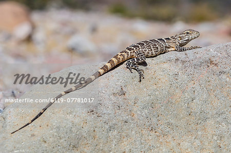 Juvenile Isla San Esteban spiny-tailed iguana (Ctenosaura conspicuosa) basking in the sun on Isla San Esteban, Baja California, Mexico, North America