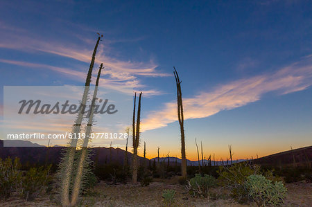 Huge Boojum Trees (Cirio) (Fouquieria columnaris) at sunset, near Bahia de Los Angeles, Baja California Norte, Mexico, North America