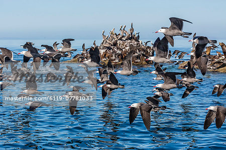 Adult Heermann's gulls (Larus heermanni) taking flight on Isla Rasita, Baja California, Mexico, North America