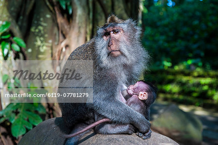 Crab-eating macaque (Macaca fascicularis) mother with baby, Monkey Forest, Ubud, Bali, Indonesia, Southeast Asia, Asia