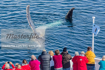 Adult humpback whales (Megaptera novaeangliae) on its side off the bow of the National Geographic Explorer in the Gerlache Strait, Antarctica, Polar Regions Adult humpback whales (Megaptera novaeangliae) on its side off the bow of the National Geographic Explorer in the Gerlache Strait, Antarctica, Polar Regions