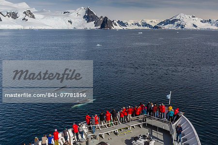 Adult humpback whales (Megaptera novaeangliae) surfacing off the bow of the National Geographic Explorer in the Gerlache Strait, Antarctica, Polar Regions Adult humpback whales (Megaptera novaeangliae) surfacing off the bow of the National Geographic Explorer in the Gerlache Strait, Antarctica, Polar Regions