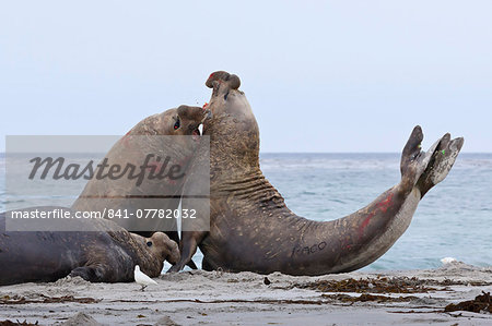 Two southern elephant seal (Mirounga leonina) bulls rear up and attack to establish dominance, Sea Lion Island, Falkland Islands, South America