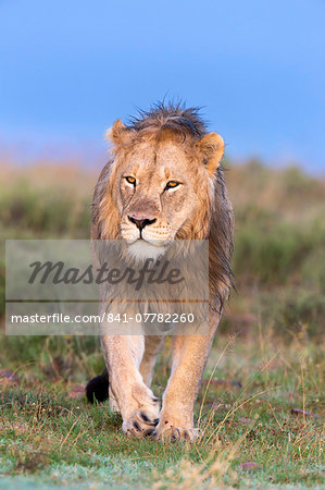 Lion (Panthera leo) on patrol, Mountain Zebra National Park, Eastern Cape, South Africa, Africa