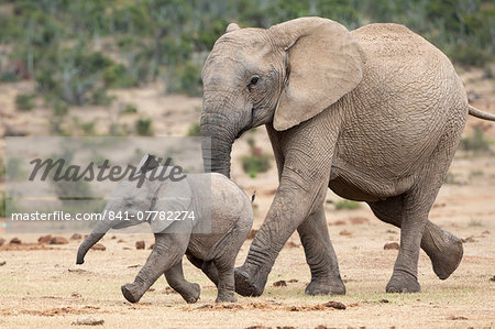 African elephant (Loxodonta africana) and calf, running to water, Addo Elephant National Park, South Africa, Africa